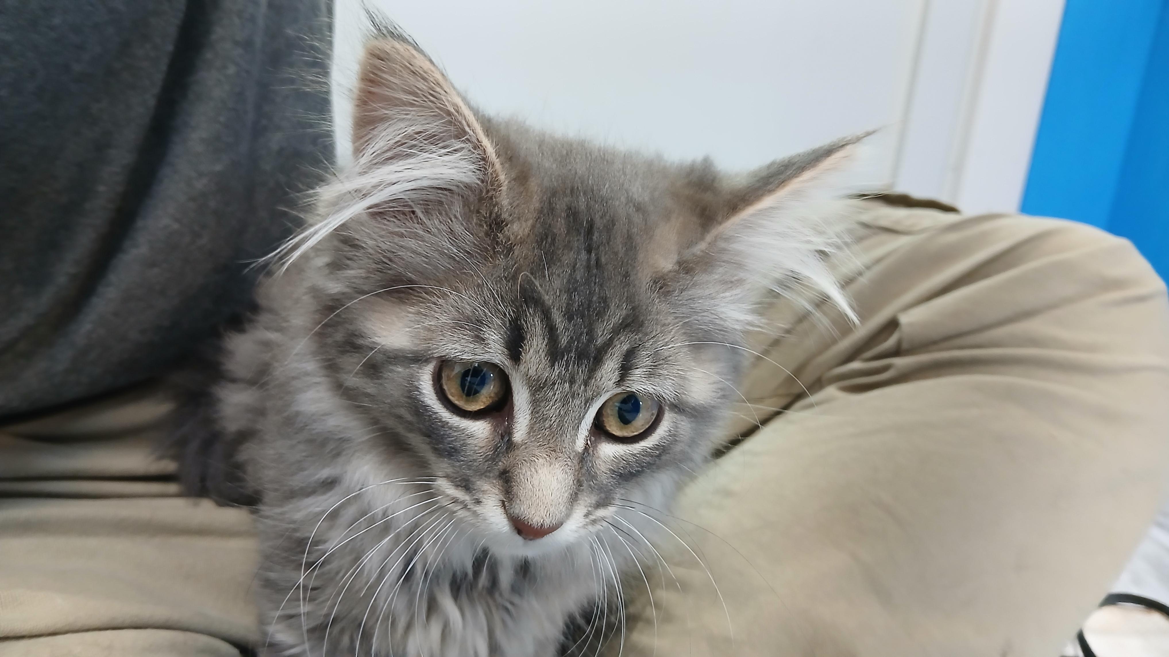 Enlarge Bodie, a Adoptable Domestic Long Hair in Cullowhee, NC image 5/6
