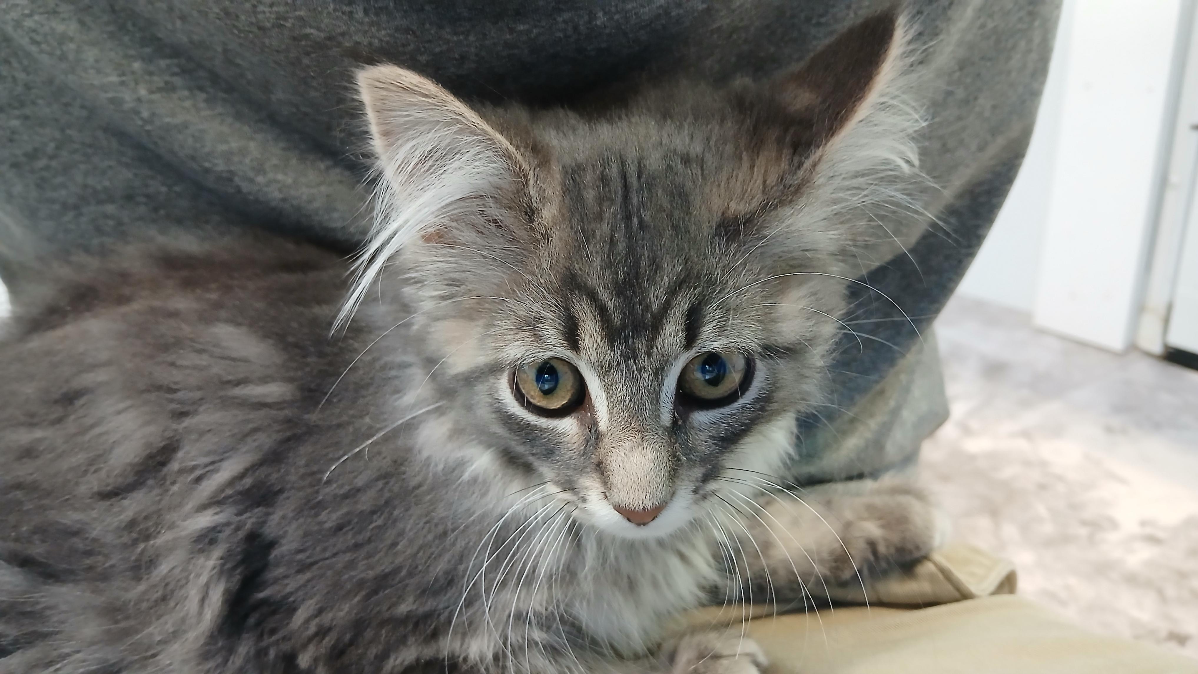 Enlarge Bodie, a Adoptable Domestic Long Hair in Cullowhee, NC image 3/6