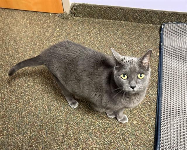 Enlarge MIYA, a Adoptable mixed breed in Raleigh, NC image 1/1