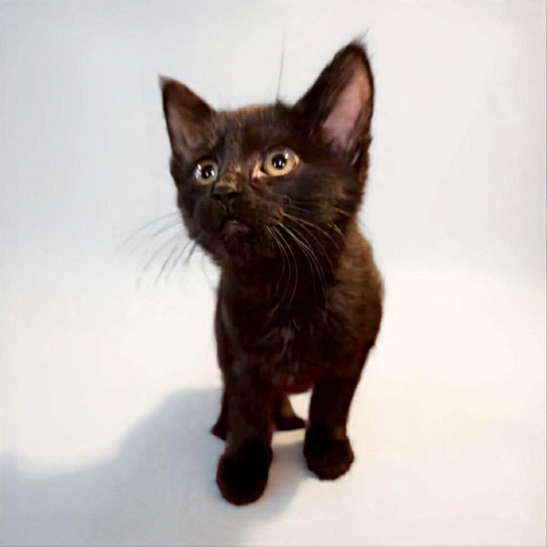 Benson, a ADOPTABLE Domestic Short Hair in Warren, NJ image 2/2