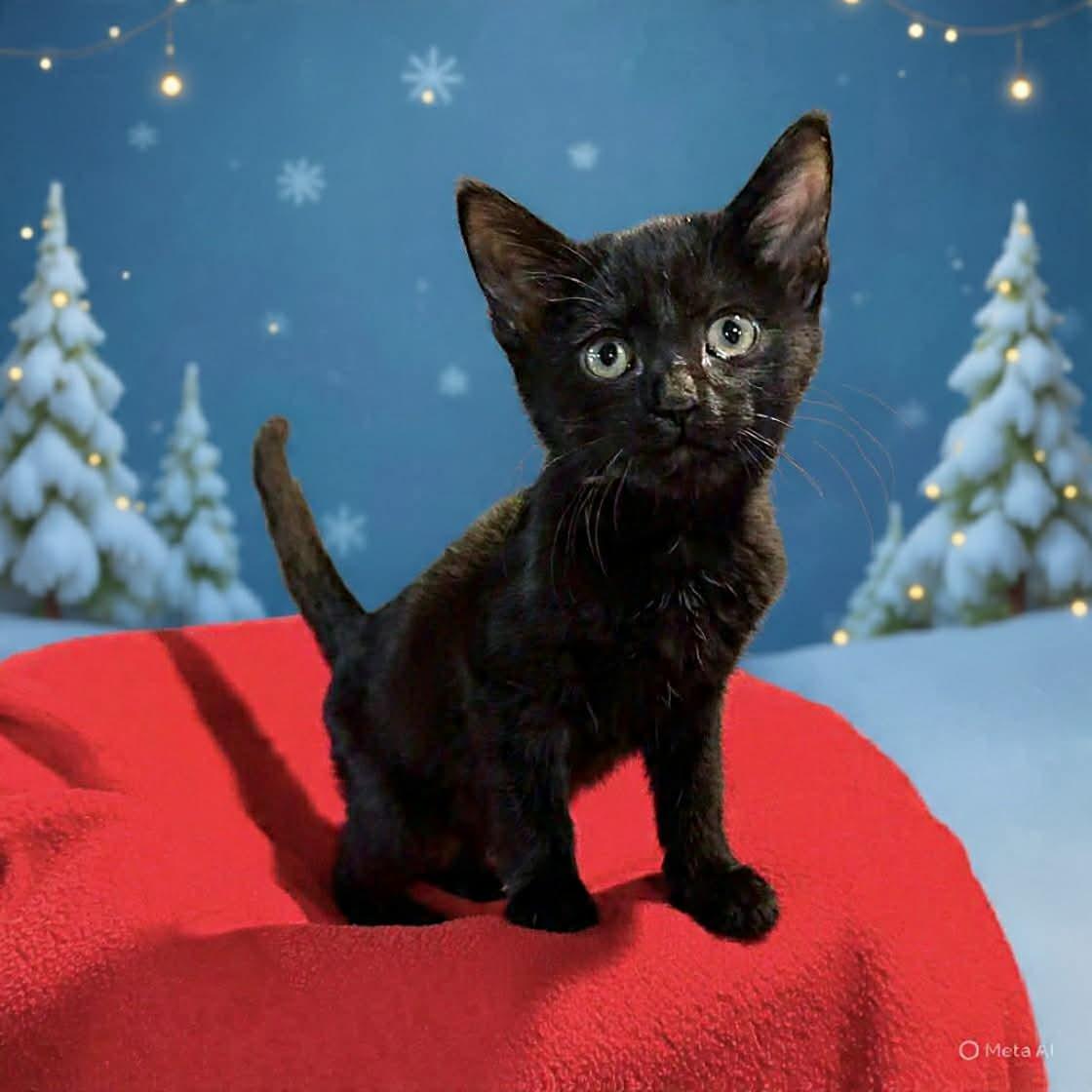 Benson, a ADOPTABLE Domestic Short Hair in Warren, NJ image 1/2