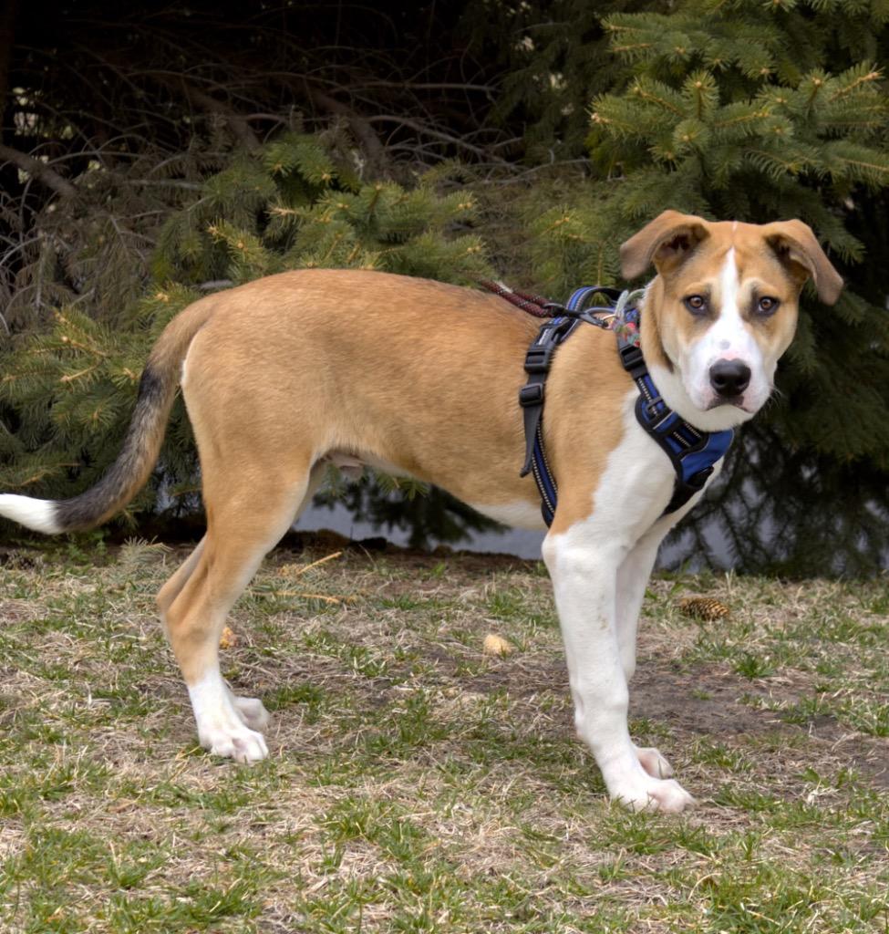 Pop - Summer Lovin' Promo, Adoptable, Puppy Male Siberian Husky & Mixed Breed.
