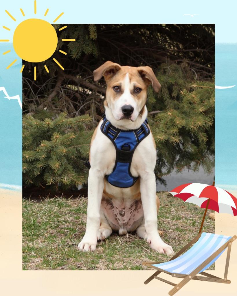 Pop - Summer Lovin' Promo, a Adoptable mixed breed in Savage, MN image 3/6