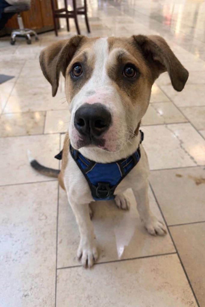 Pop - Summer Lovin' Promo, a Adoptable mixed breed in Savage, MN image 4/6