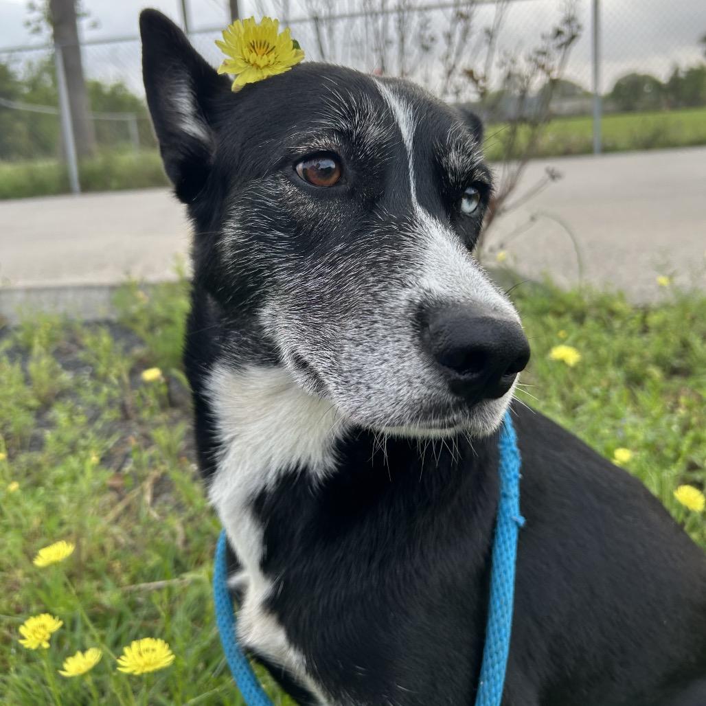 Zoey, Adoptable, Adult Female Husky & Mixed Breed.