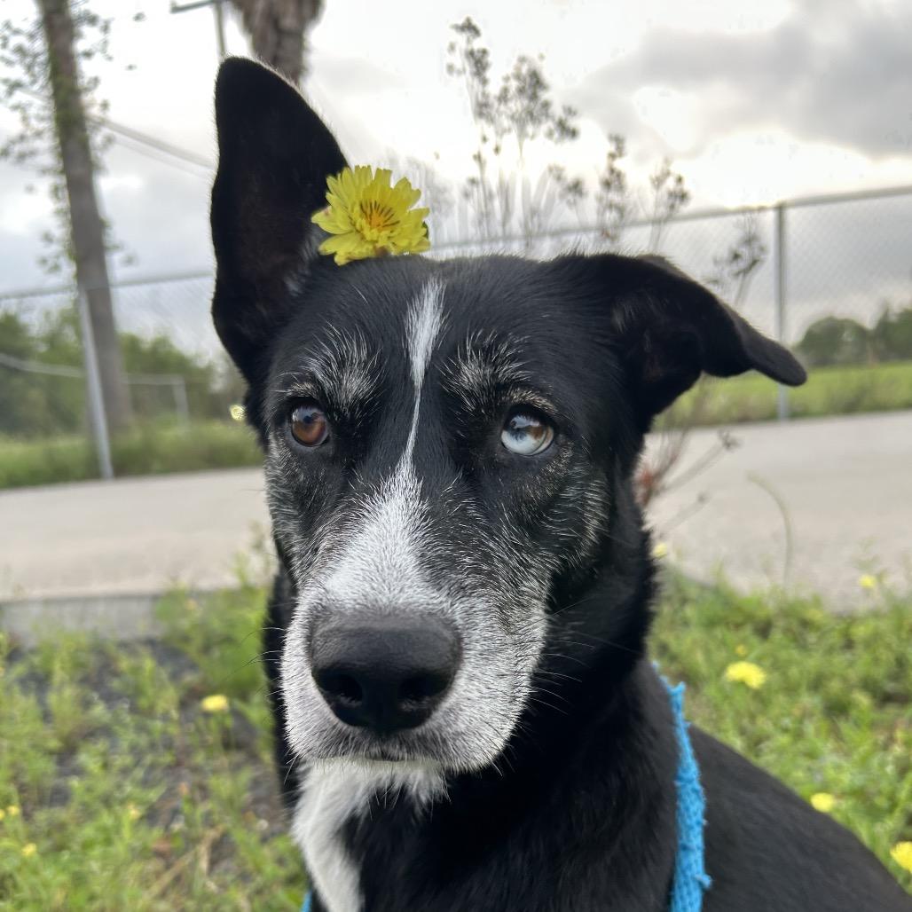 Enlarge Zoey, a Adoptable mixed breed in Dickinson, TX image 2/6