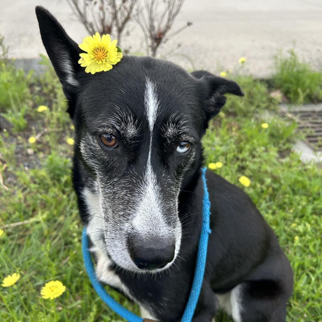 Enlarge Zoey, a Adoptable mixed breed in Dickinson, TX image 3/6