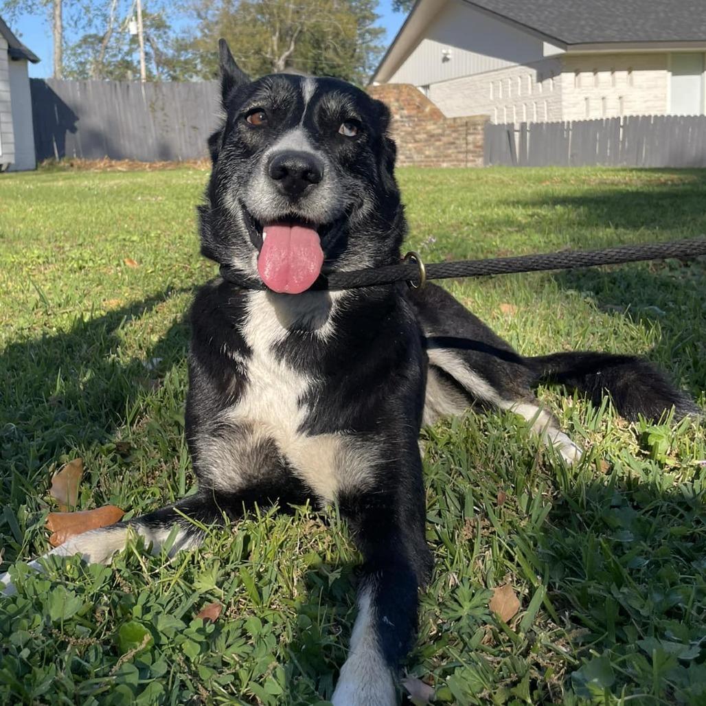 Enlarge Zoey, a Adoptable mixed breed in Dickinson, TX image 4/6