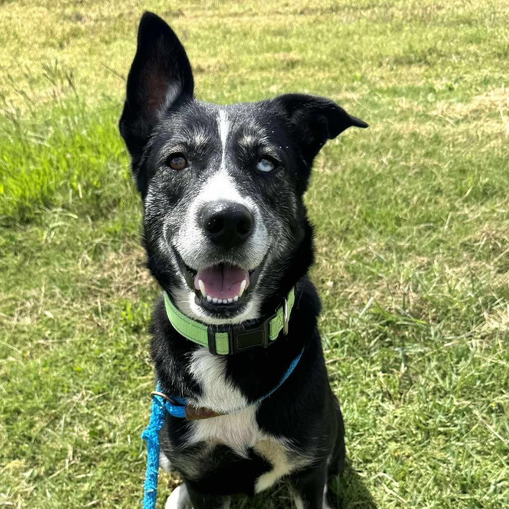 Enlarge Zoey, a Adoptable mixed breed in Dickinson, TX image 5/6