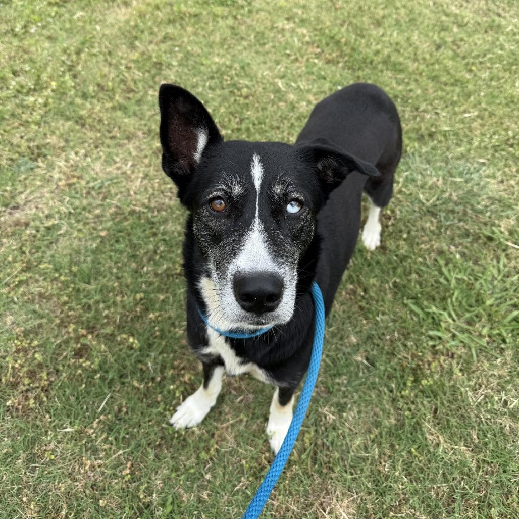 Enlarge Zoey, a Adoptable mixed breed in Dickinson, TX image 6/6