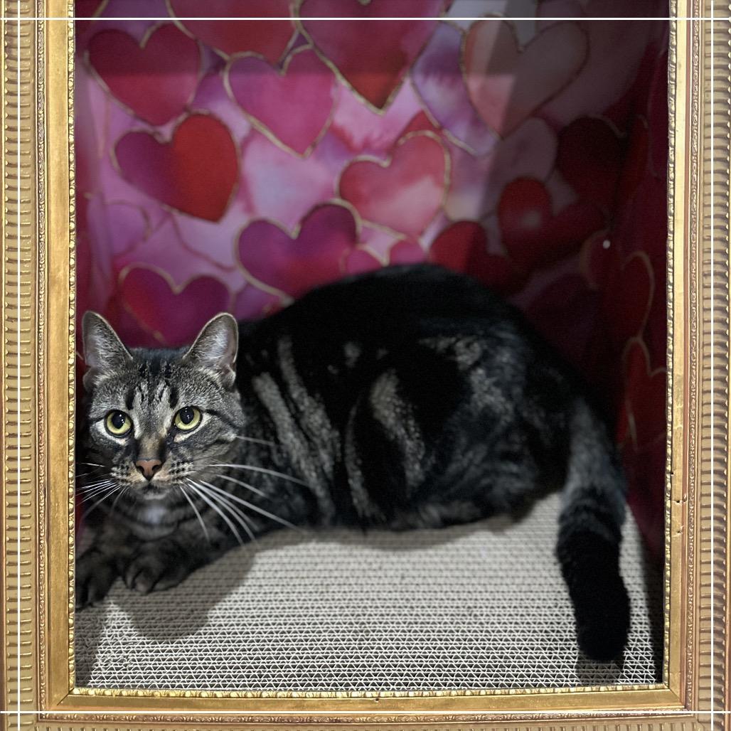 Pebbles, Adoptable, Adult Female Domestic Short Hair.