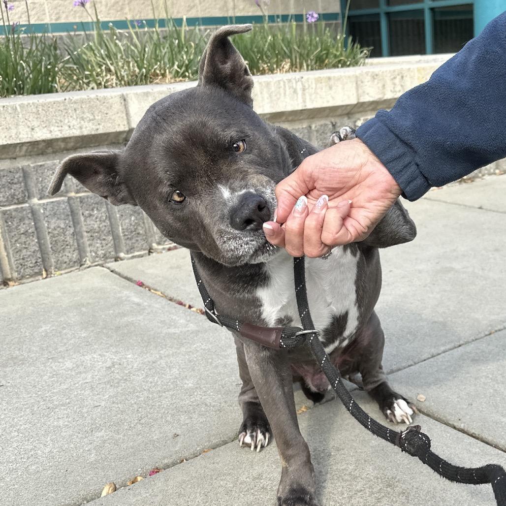Henry, a Adoptable Pit Bull Terrier in Dublin, CA image 4/6