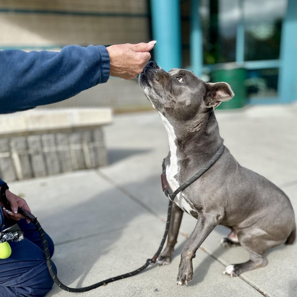 Henry, a Adoptable Pit Bull Terrier in Dublin, CA image 3/6