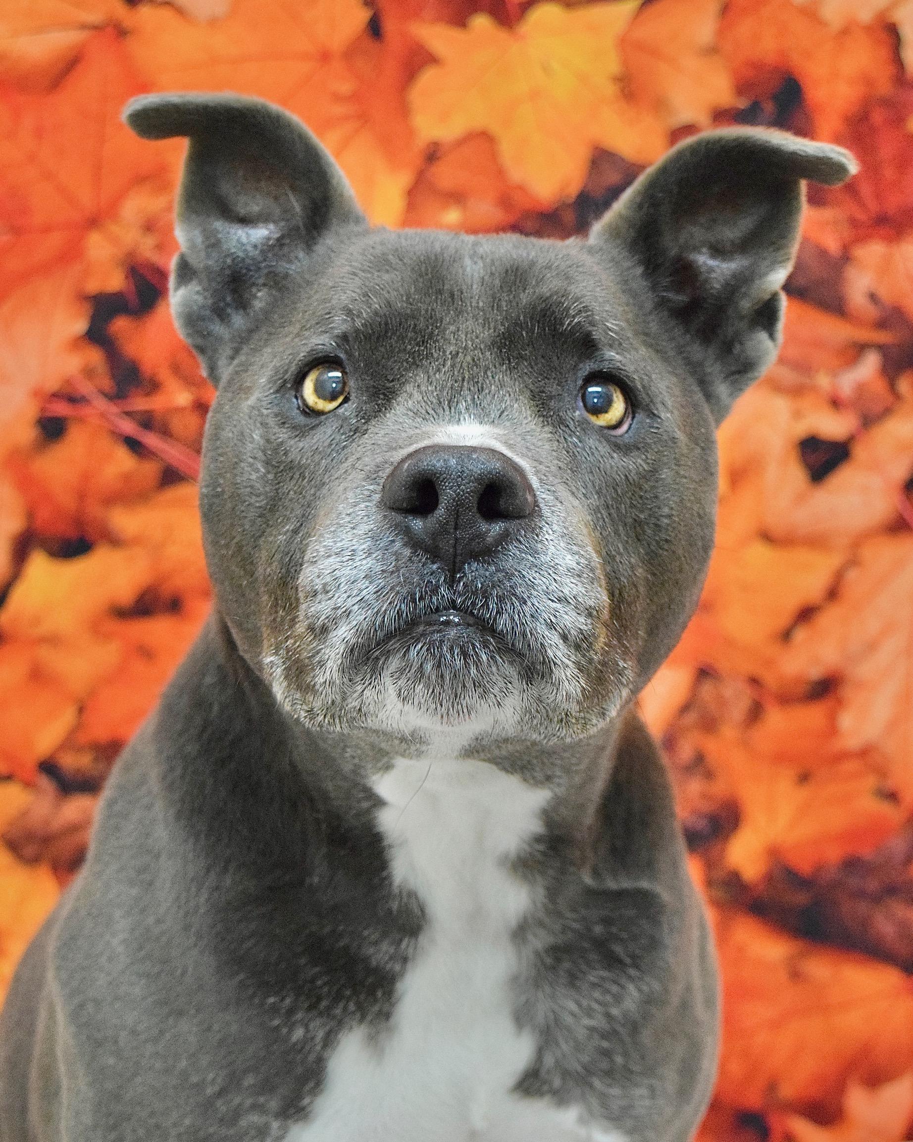 Henry, Adoptable, Senior Male Pit Bull Terrier.