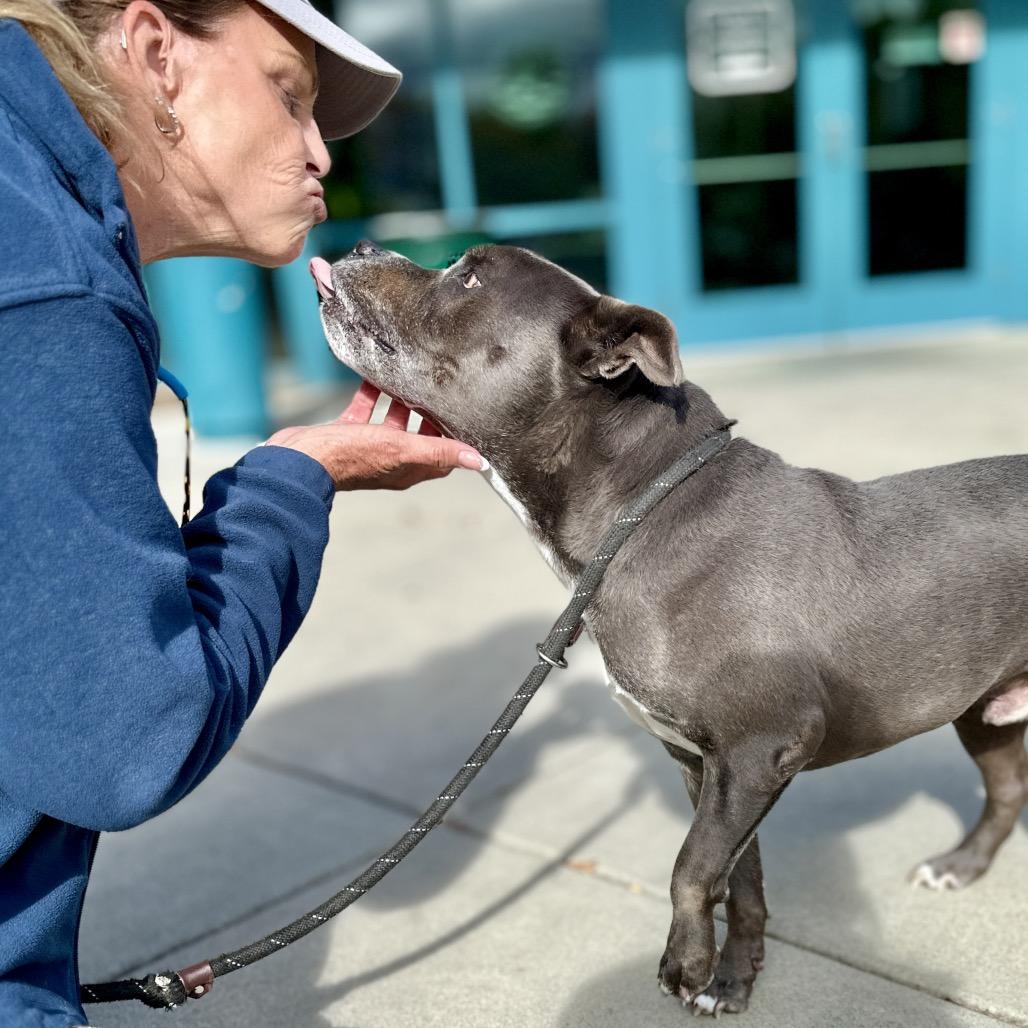 Henry, a Adoptable Pit Bull Terrier in Dublin, CA image 5/6