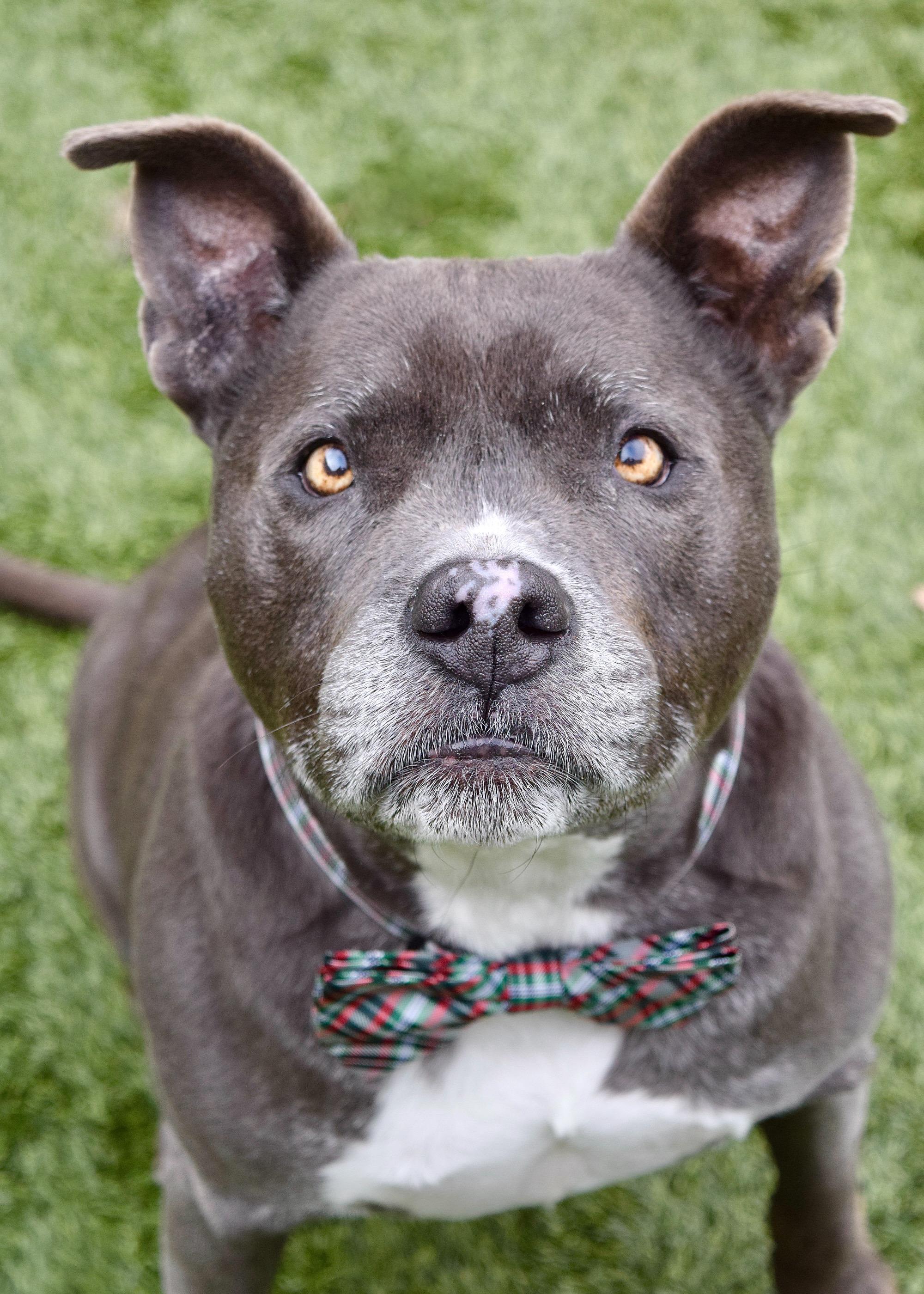 Henry, Adoptable, Senior Male Pit Bull Terrier.