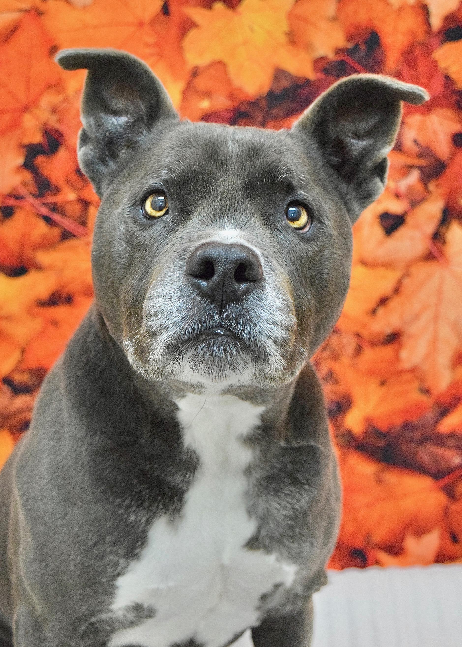 Henry, a Adoptable Pit Bull Terrier in Dublin, CA image 2/6