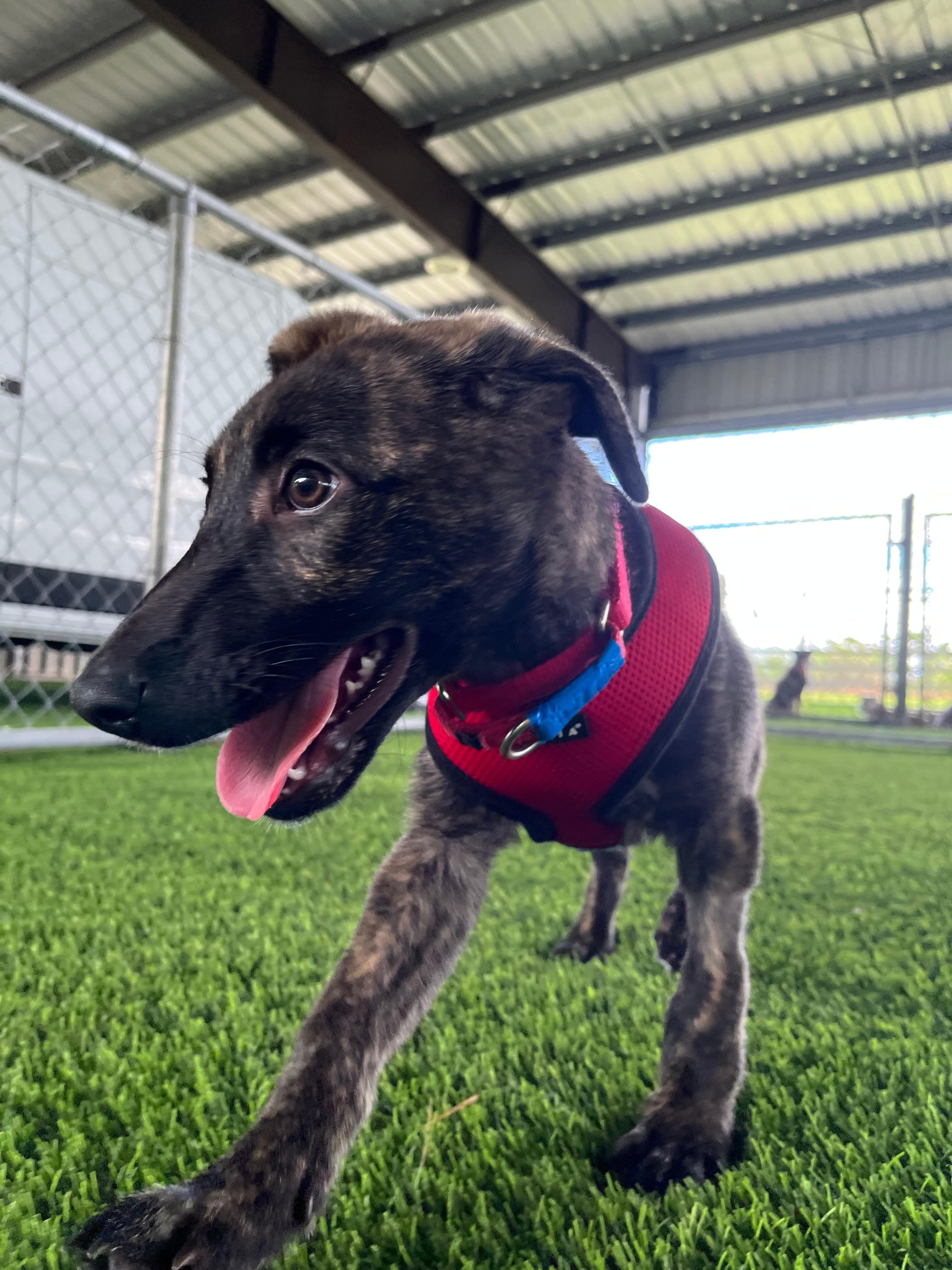Enlarge Striker, a Adoptable mixed breed in Brooklyn, NY image 3/4