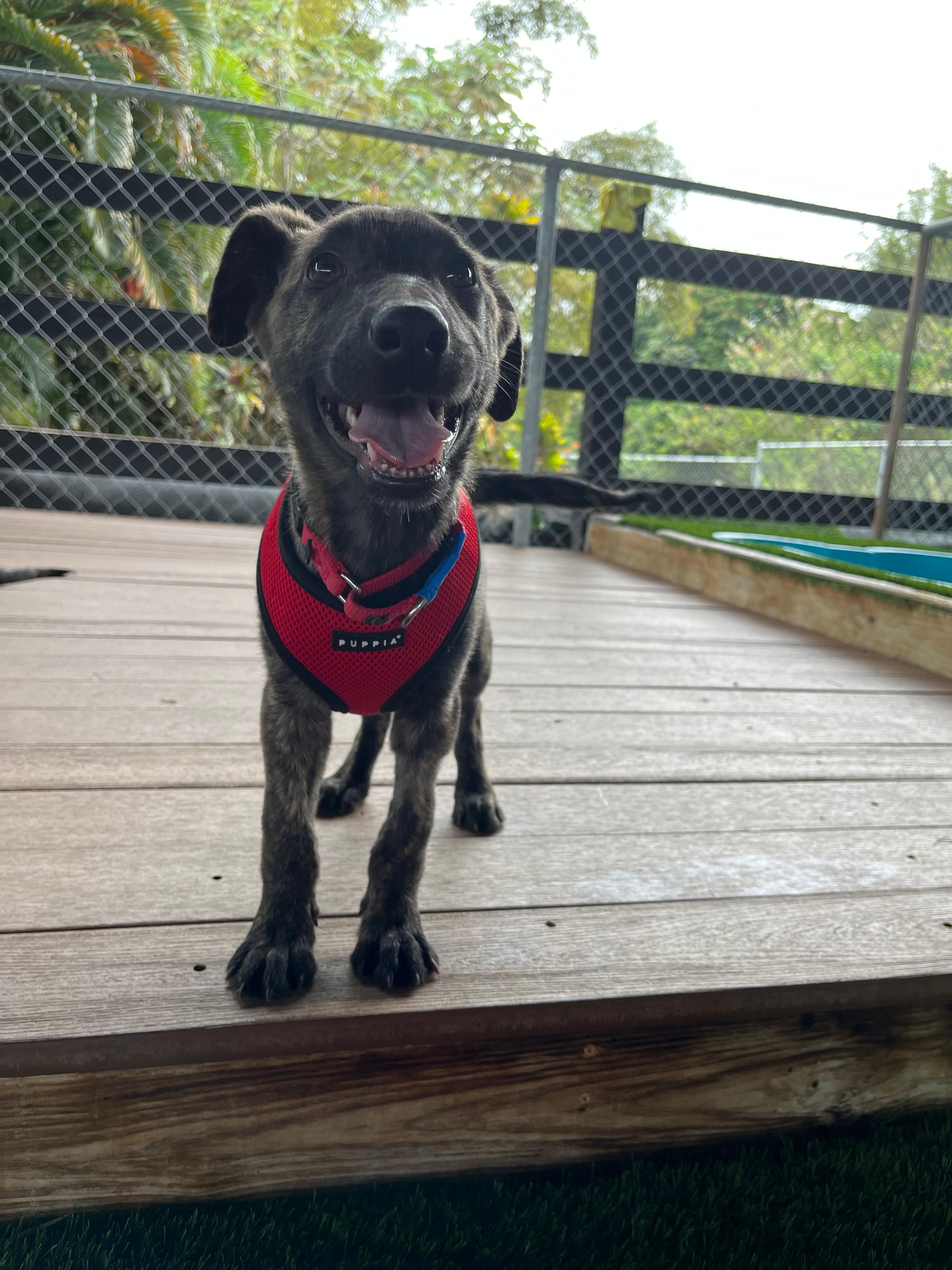 Enlarge Striker, a Adoptable mixed breed in Brooklyn, NY image 2/4