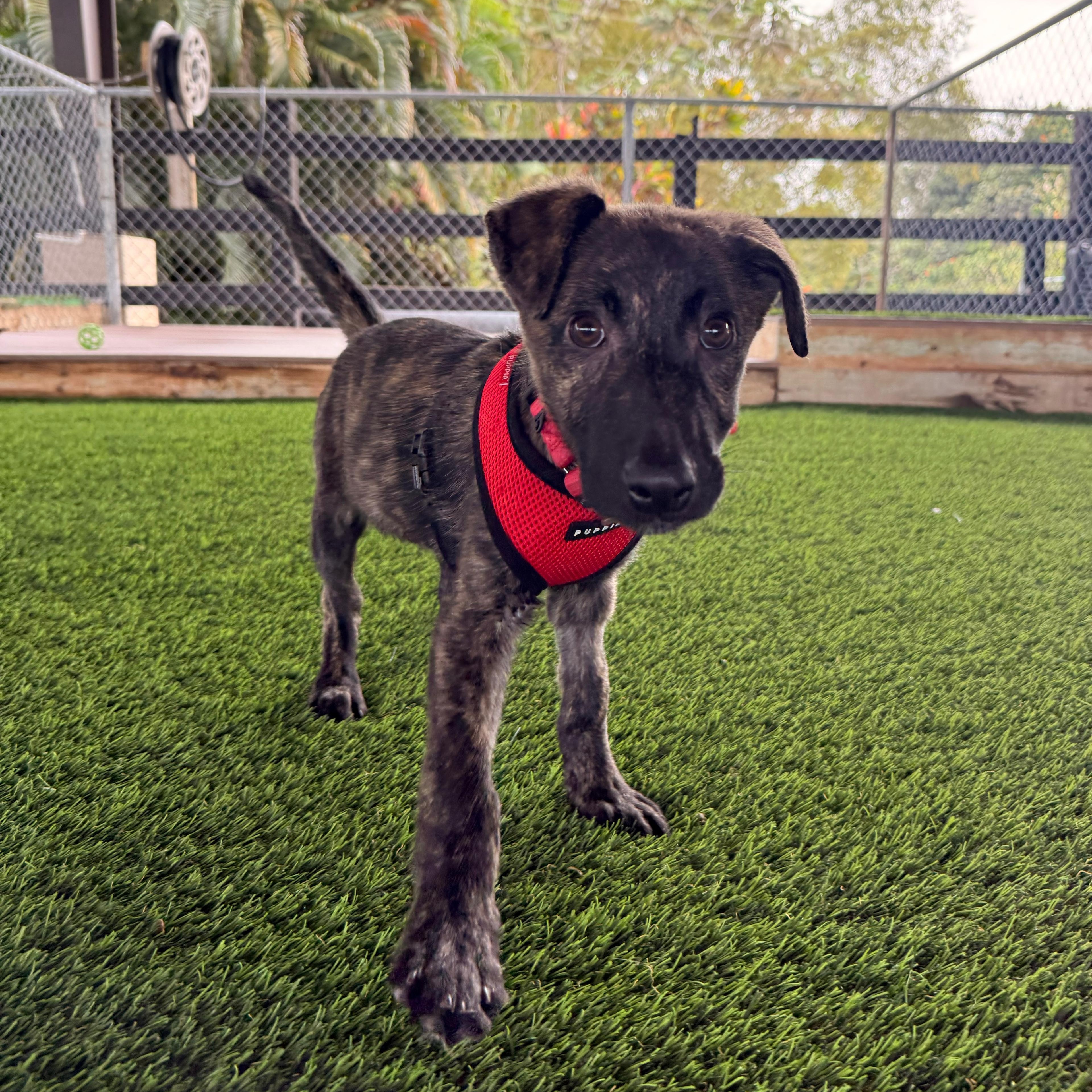 Enlarge Striker, a Adoptable mixed breed in Brooklyn, NY image 1/4