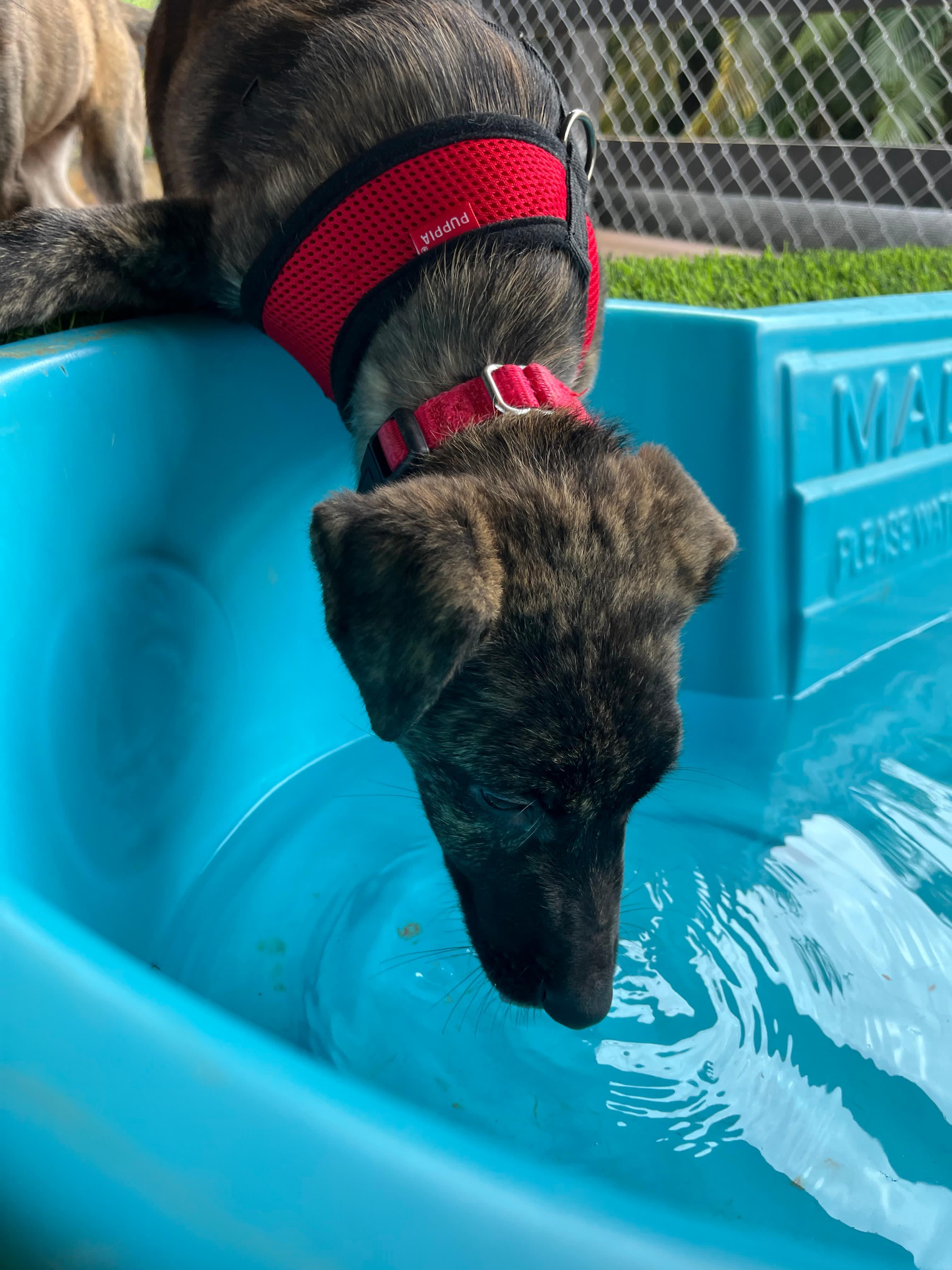 Enlarge Striker, a Adoptable mixed breed in Brooklyn, NY image 4/4