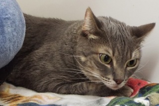 Jetta, a Adoptable Tabby in Green Valley, AZ image 1/12