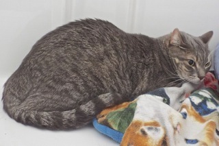 Jetta, a Adoptable Tabby in Green Valley, AZ image 2/12