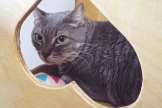 Jetta, a Adoptable Tabby in Green Valley, AZ image 3/12