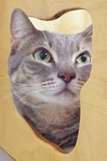 Jetta, a Adoptable Tabby in Green Valley, AZ image 4/12