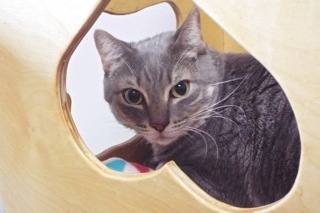 Jetta, a Adoptable Tabby in Green Valley, AZ image 5/12