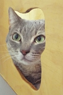 Jetta, a Adoptable Tabby in Green Valley, AZ image 6/12