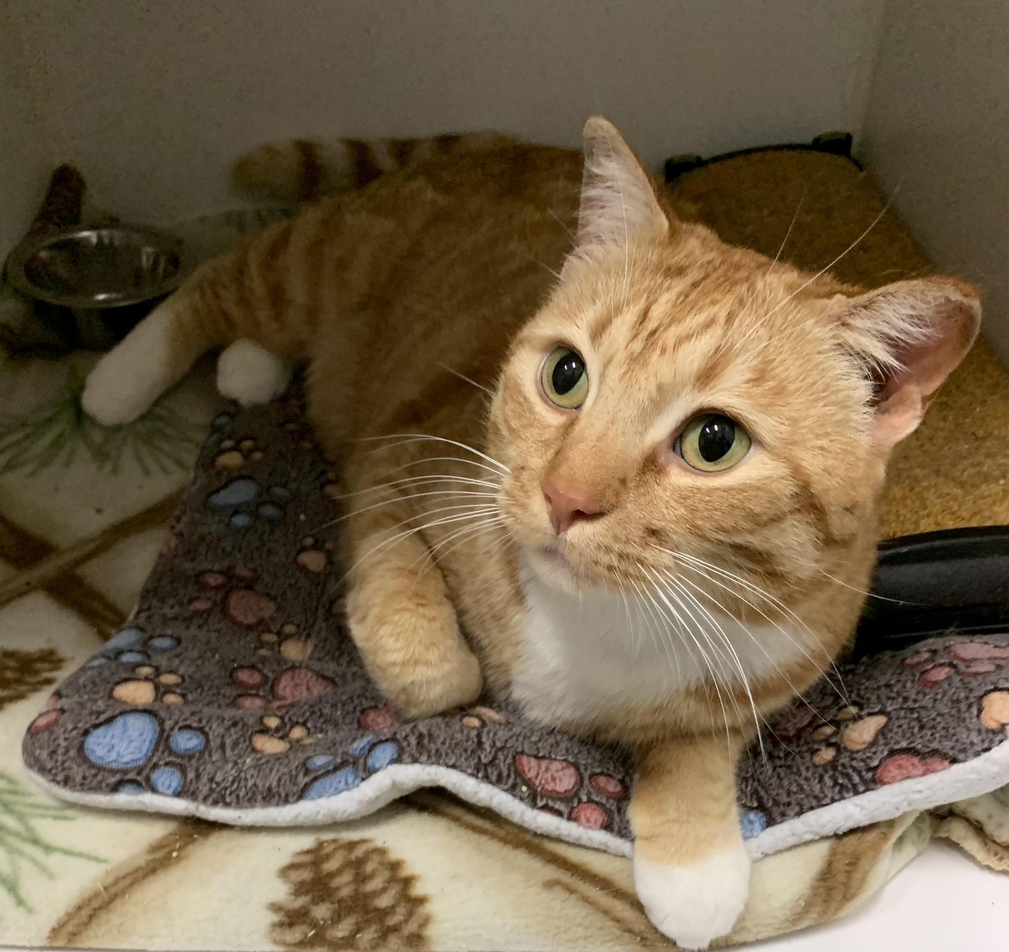 Garfield, ADOPTABLE, Adult Male Domestic Short Hair.