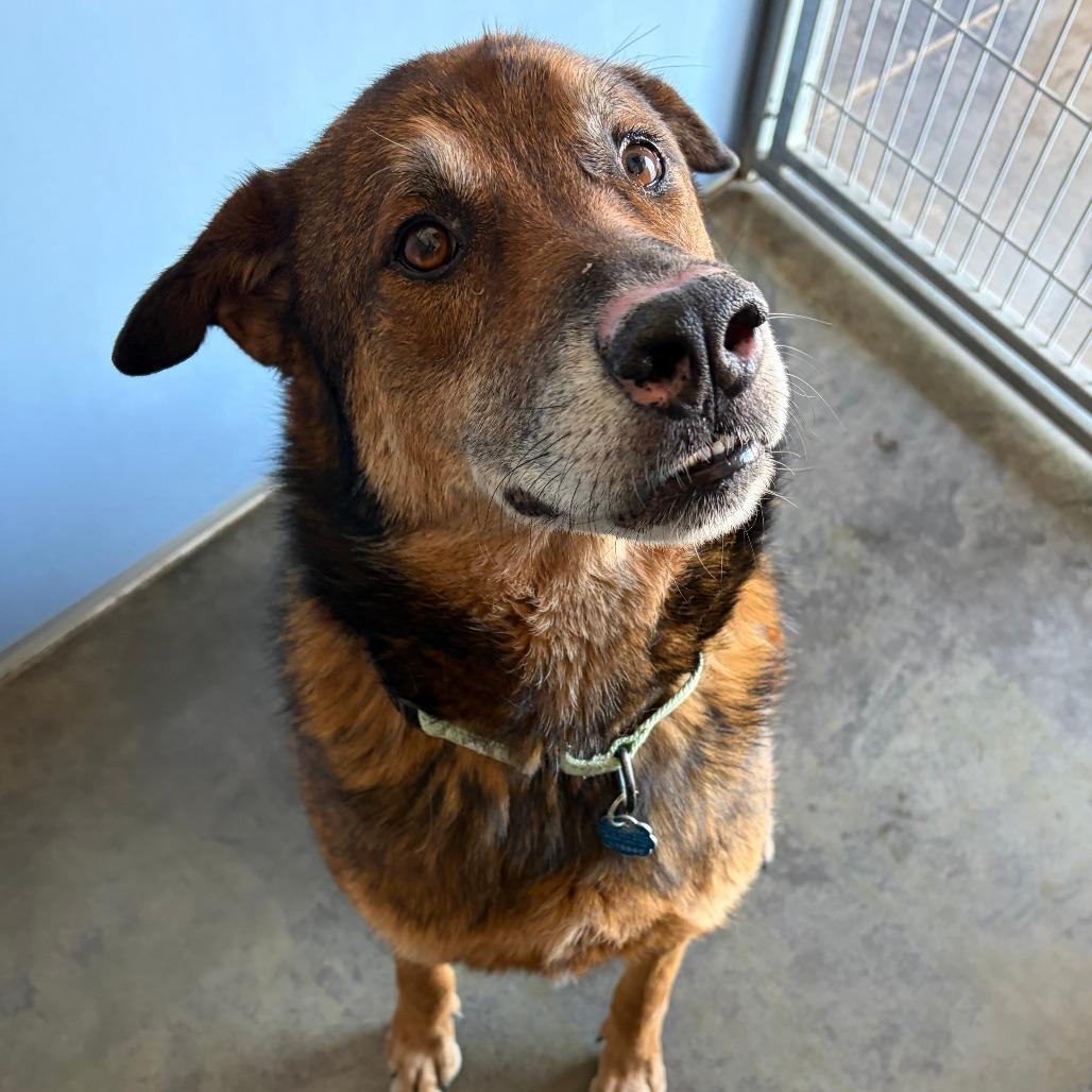 Jack, a Adoptable Shepherd in Show Low, AZ image 1/4