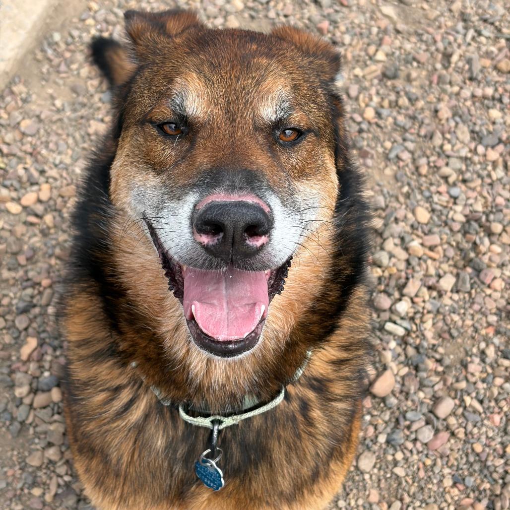 Jack, a Adoptable Shepherd in Show Low, AZ image 2/4