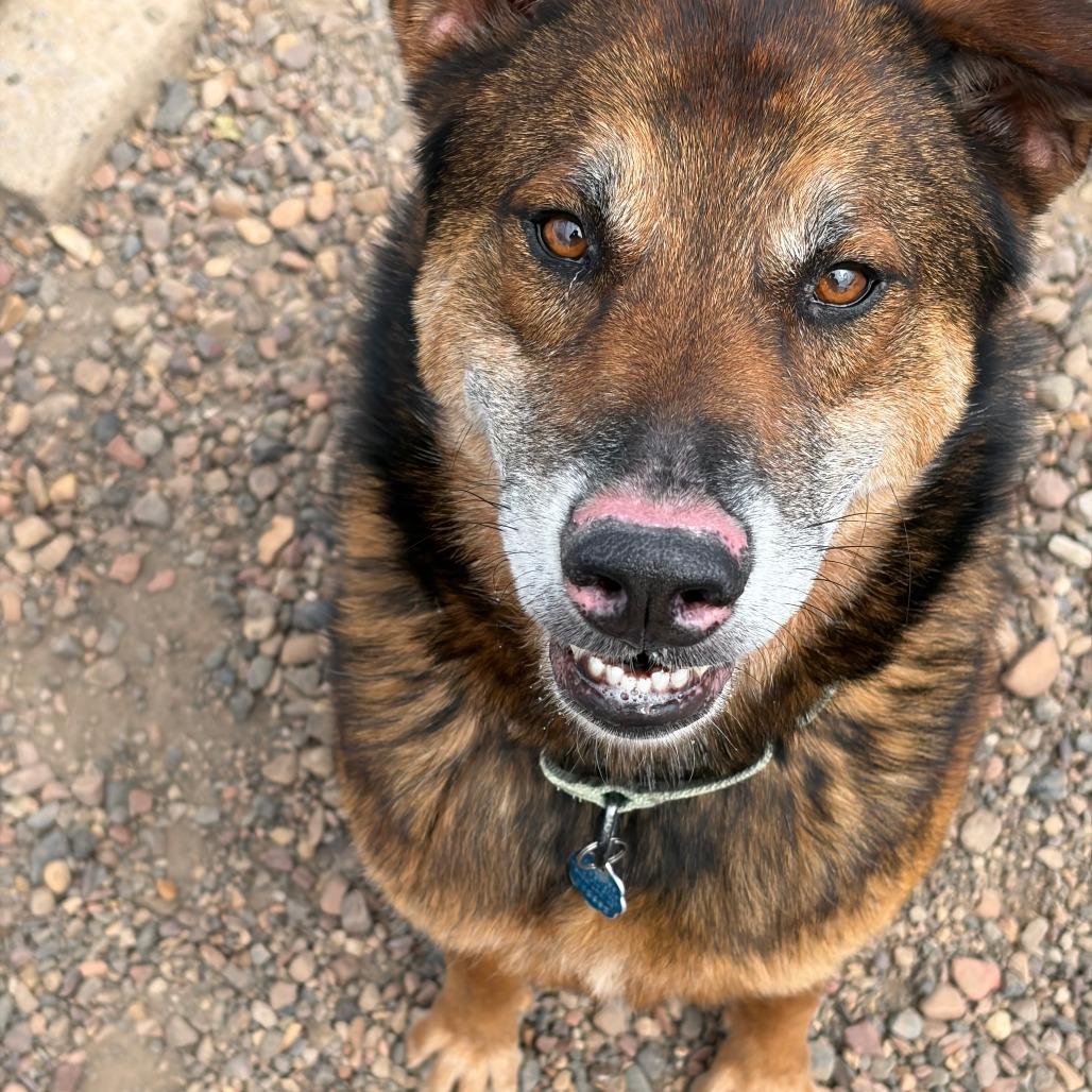 Jack, a Adoptable Shepherd in Show Low, AZ image 3/4