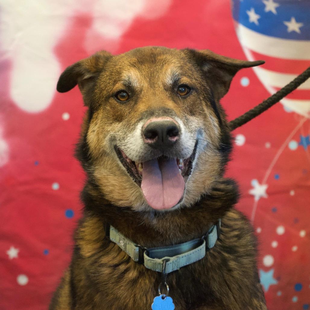 Jack, a Adoptable Shepherd in Show Low, AZ image 4/4
