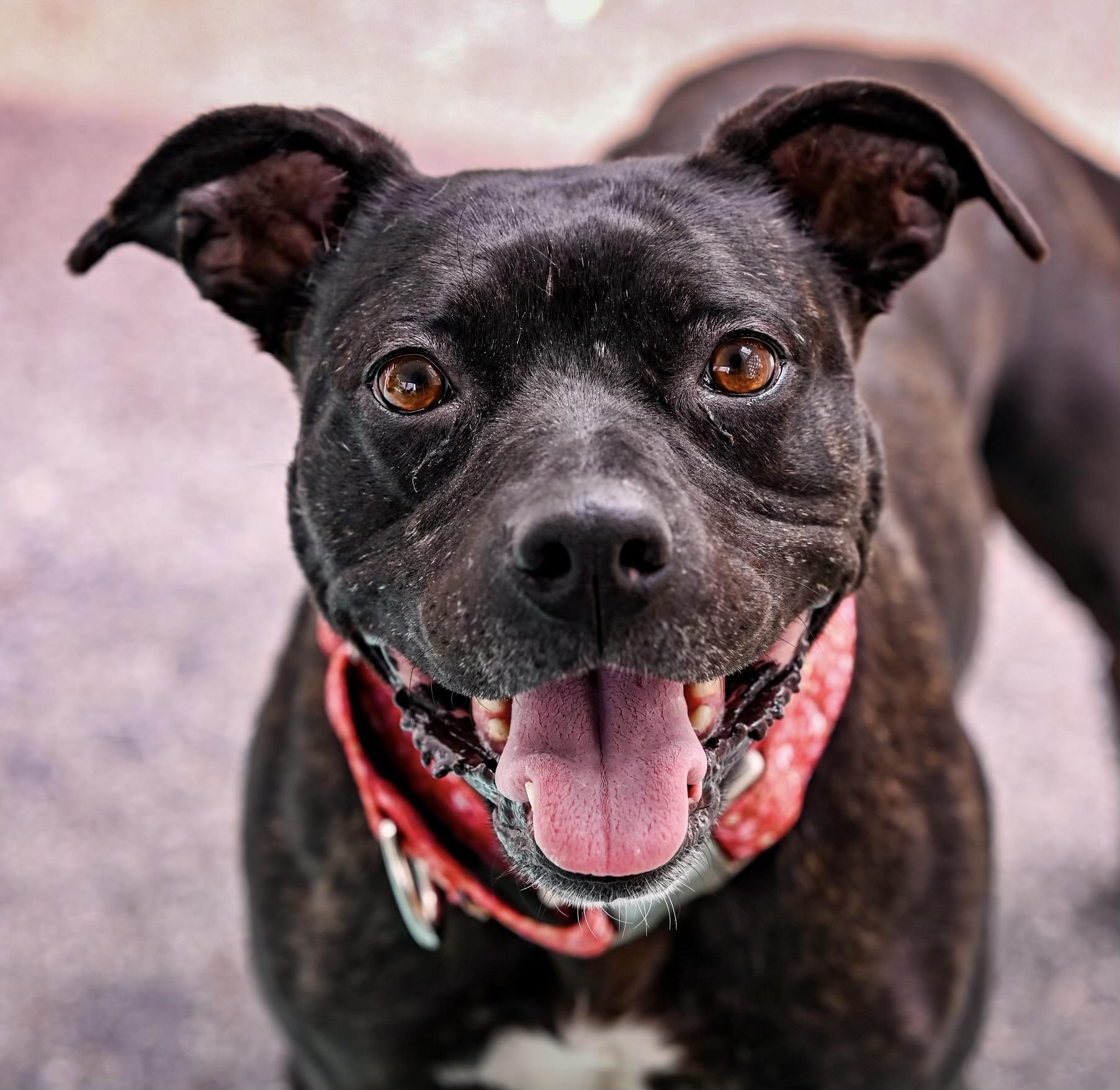 Enlarge CeCe, a Adoptable mixed breed in Georgetown, KY image 1/6