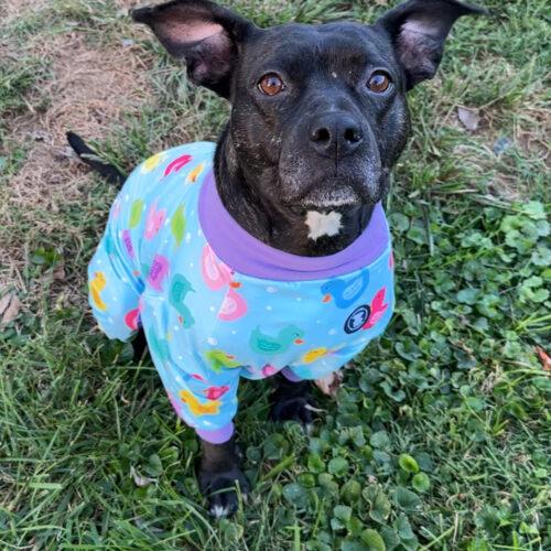 CeCe, Adoptable, Adult Female American Staffordshire Terrier & Mixed Breed.