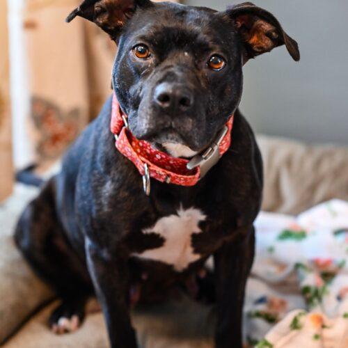 Enlarge CeCe, a Adoptable mixed breed in Georgetown, KY image 3/6