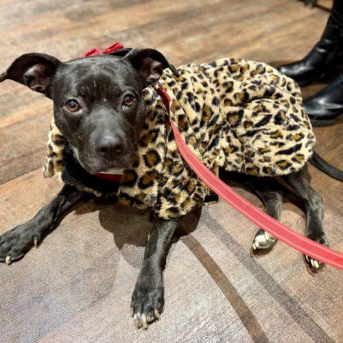 Enlarge CeCe, a Adoptable mixed breed in Georgetown, KY image 5/6