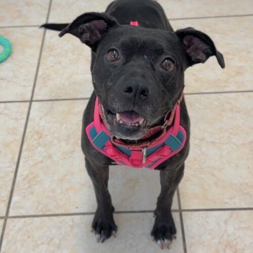 Enlarge CeCe, a Adoptable mixed breed in Georgetown, KY image 6/6