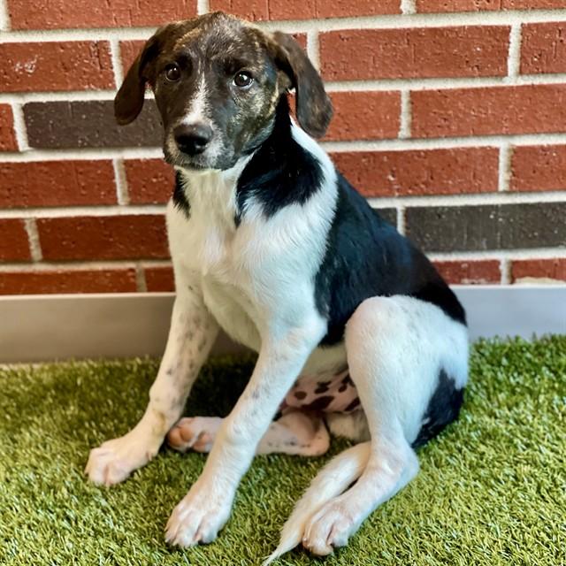 Enlarge PABST, a Adoptable Mixed Breed in Edmond, OK image 1/1