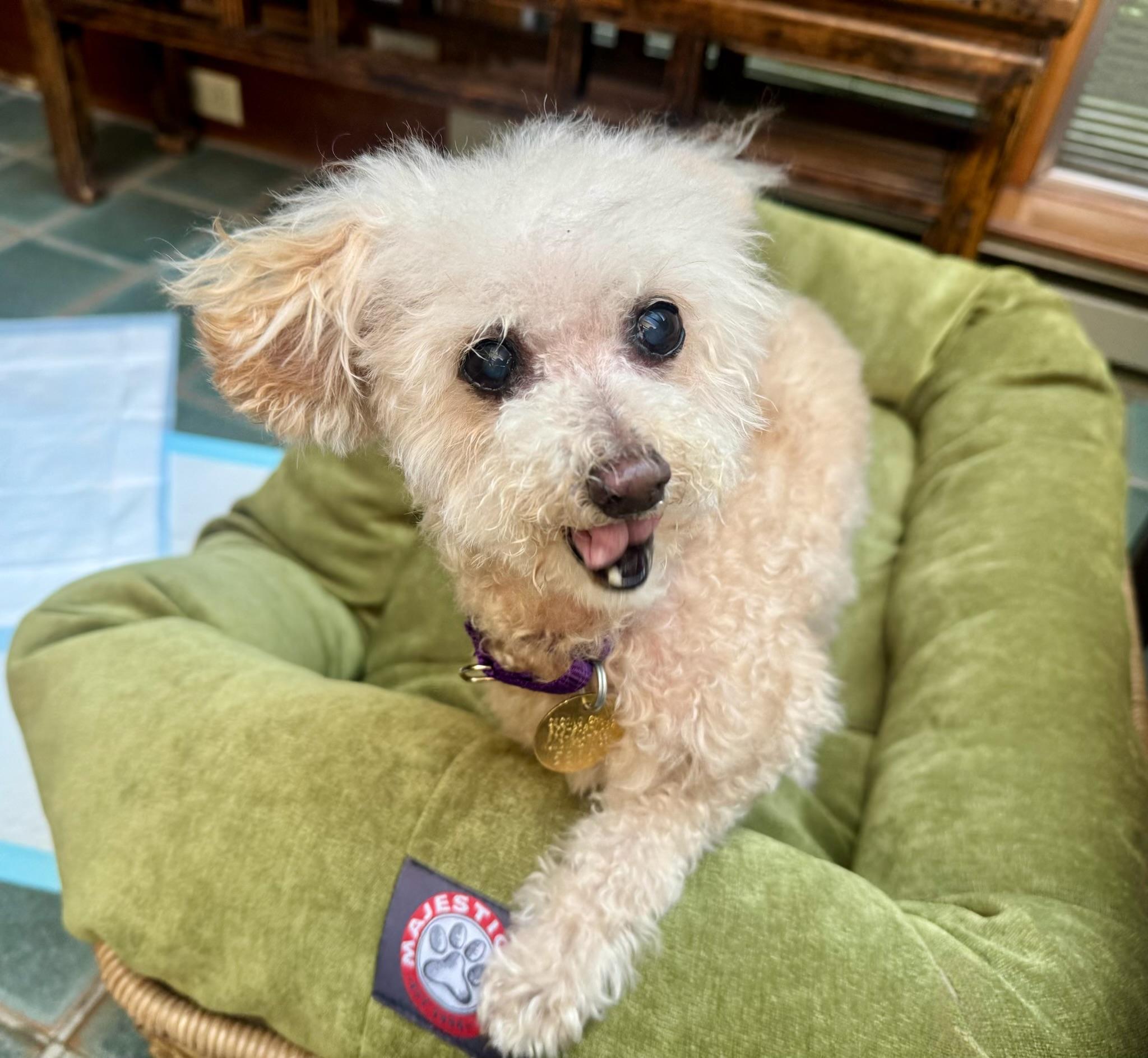 Enlarge Peaches, a Adopted Poodle (Toy) in Oak Ridge, NJ image 3/4
