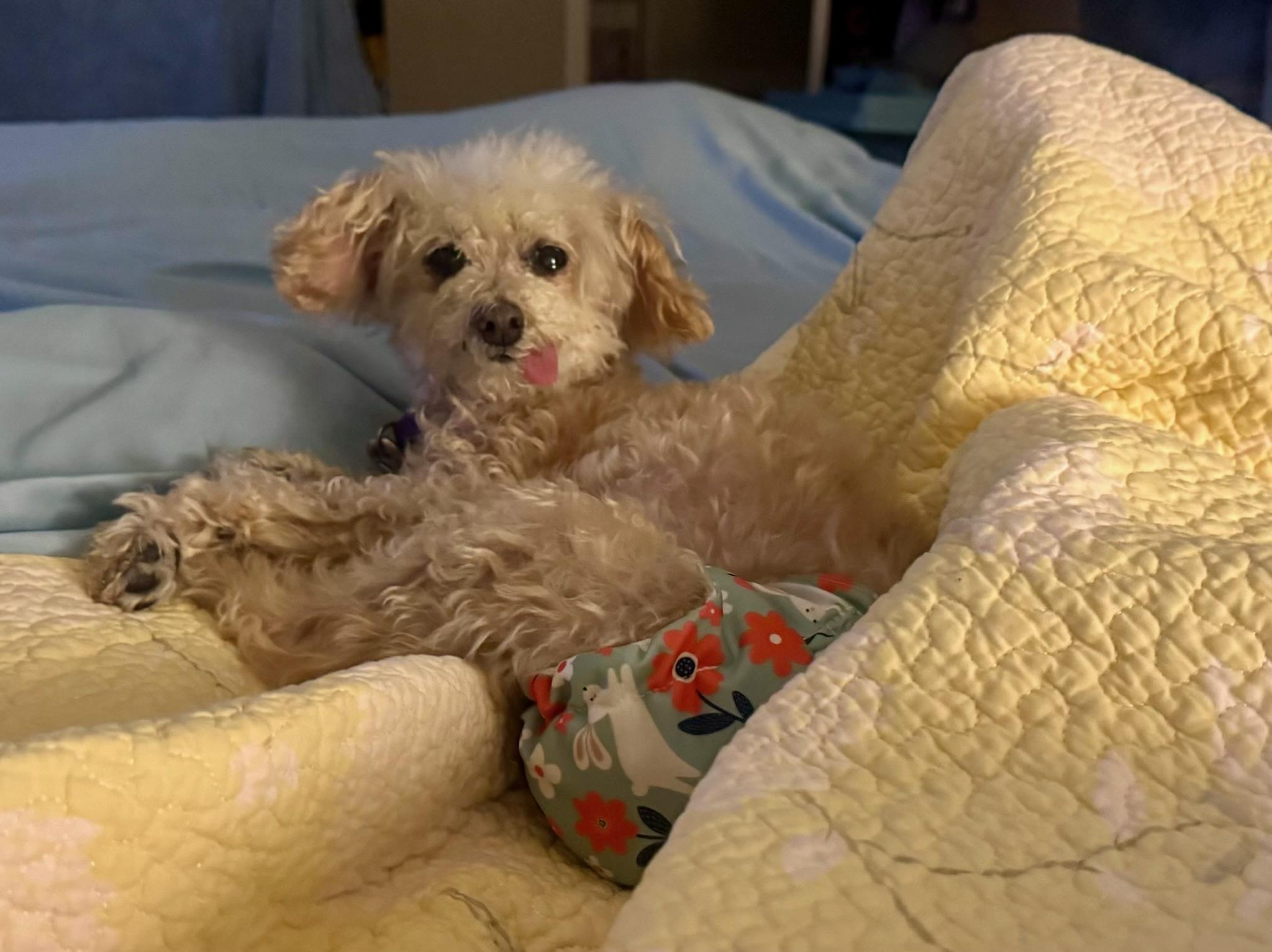 Peaches, Adopted, Senior Female Poodle (Toy).
