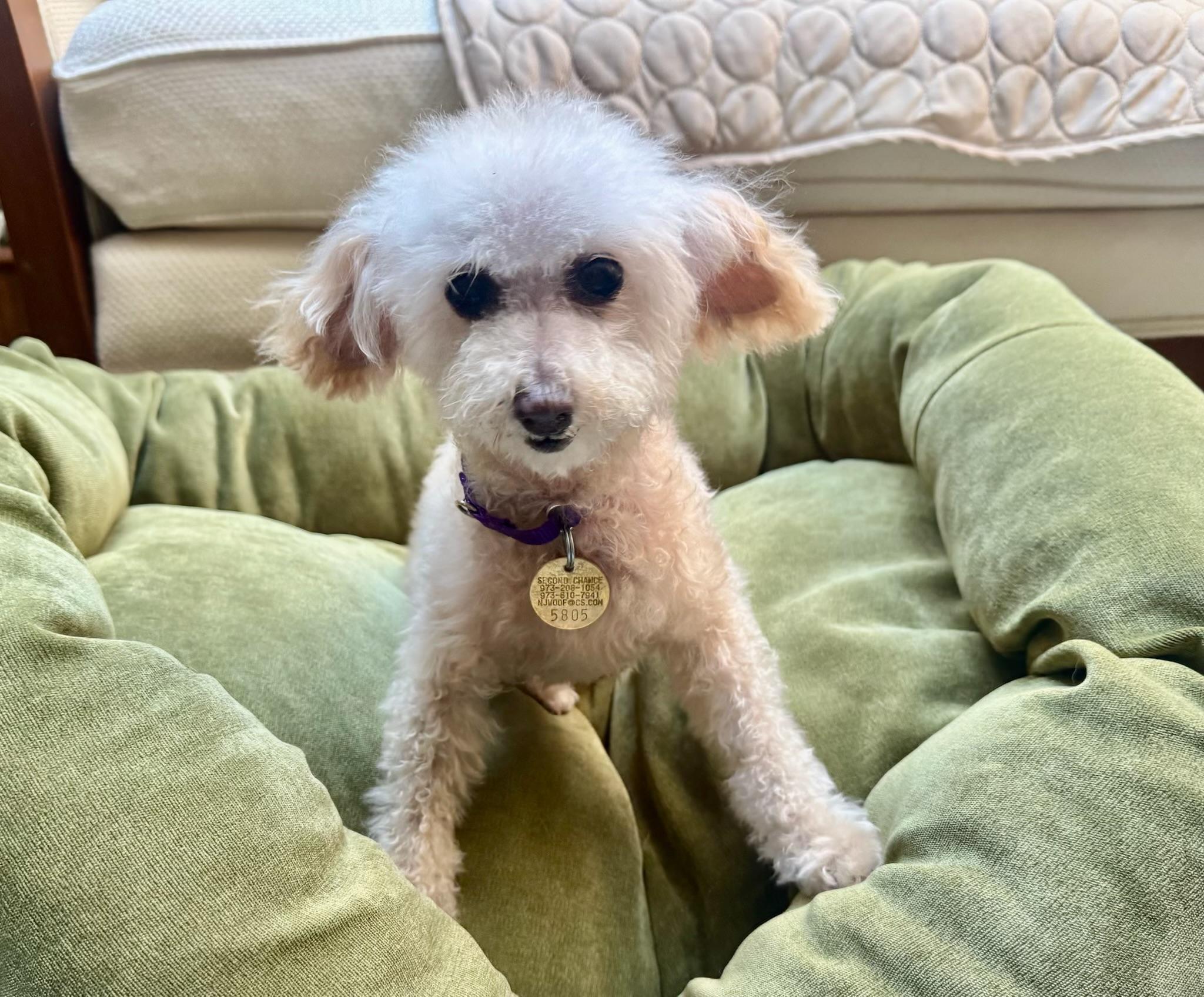 Enlarge Peaches, a Adopted Poodle (Toy) in Oak Ridge, NJ image 4/4