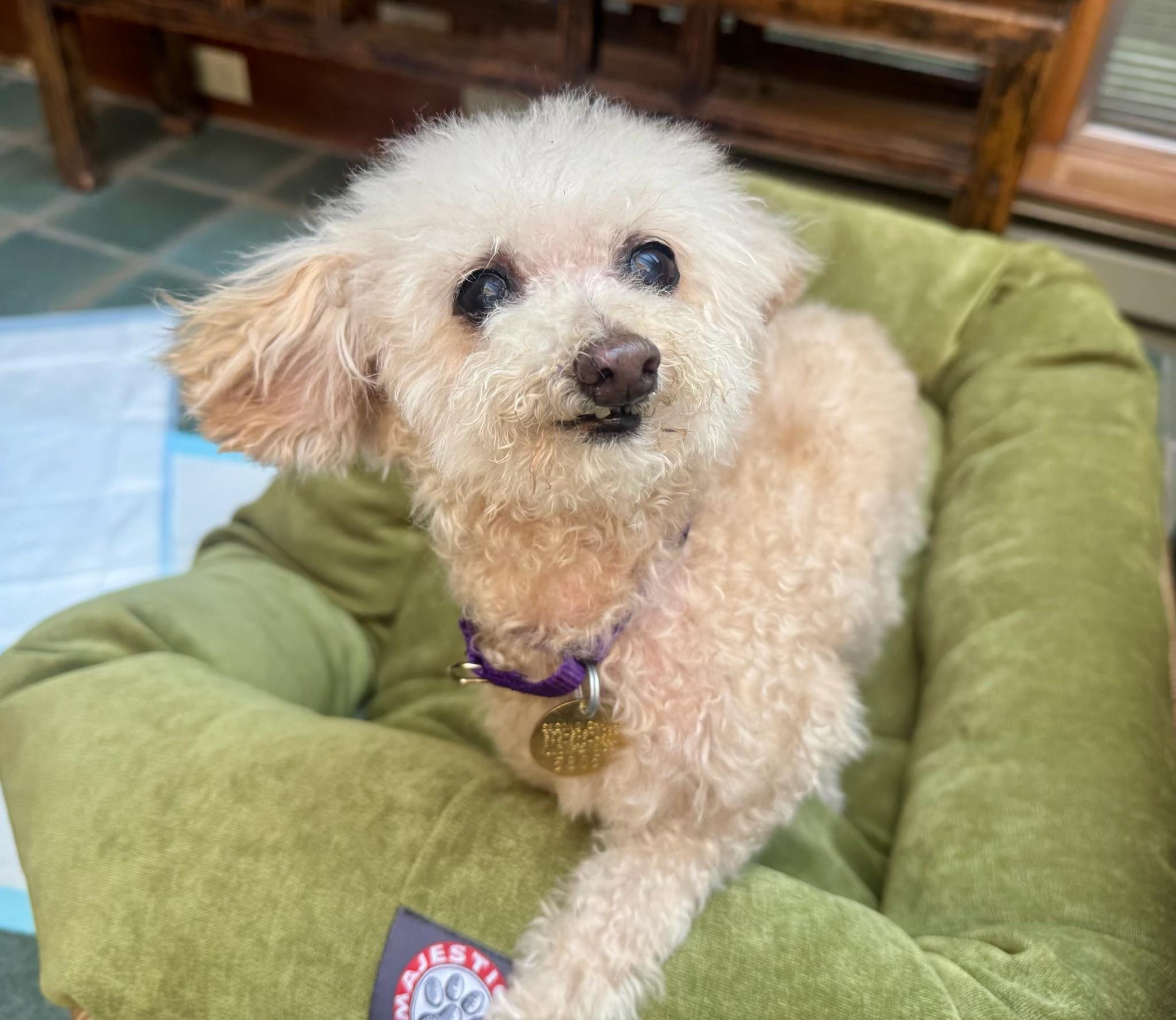 Enlarge Peaches, a Adopted Poodle (Toy) in Oak Ridge, NJ image 2/4