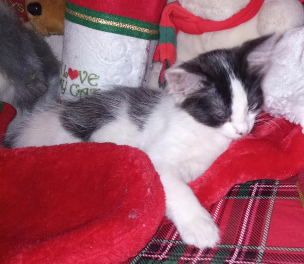 Prince, Adoptable, Kitten Male Domestic Short Hair.