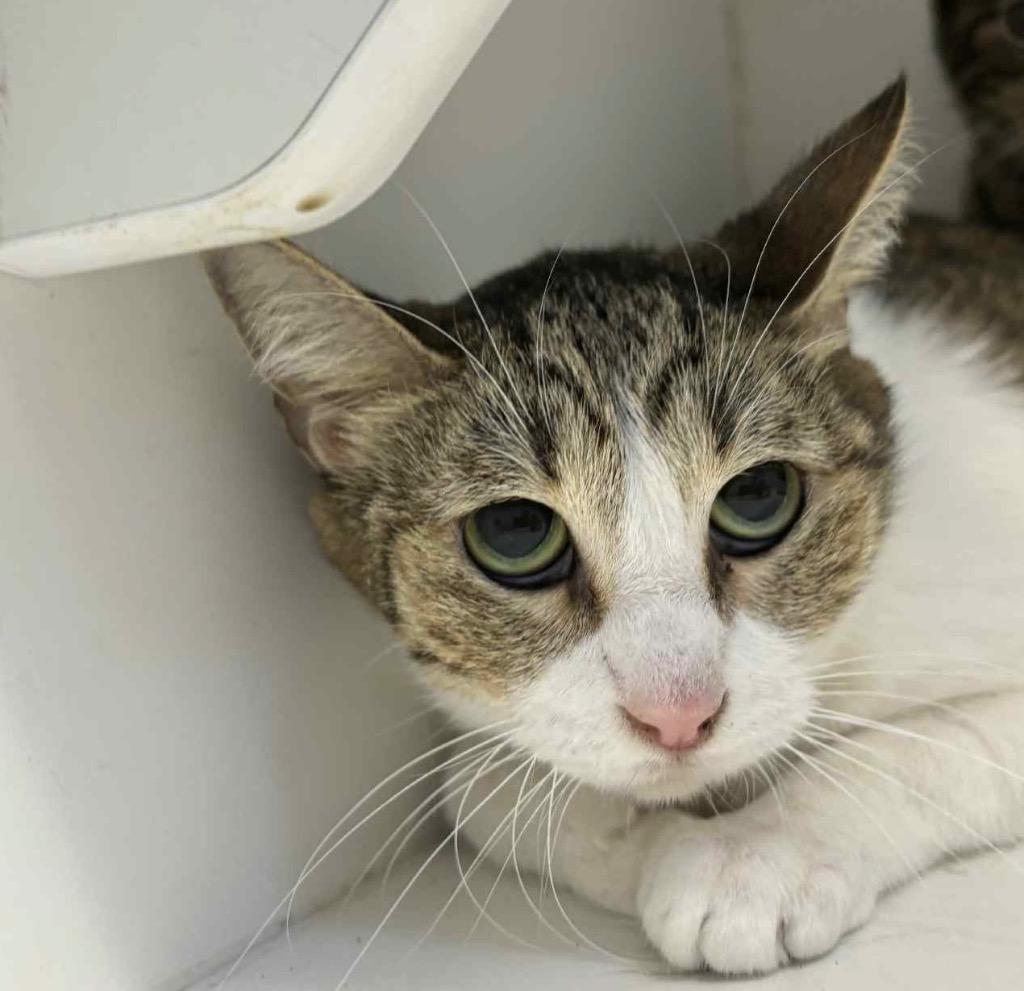 Enlarge Mila, a Adoptable mixed breed in Newcastle, OK image 1/1