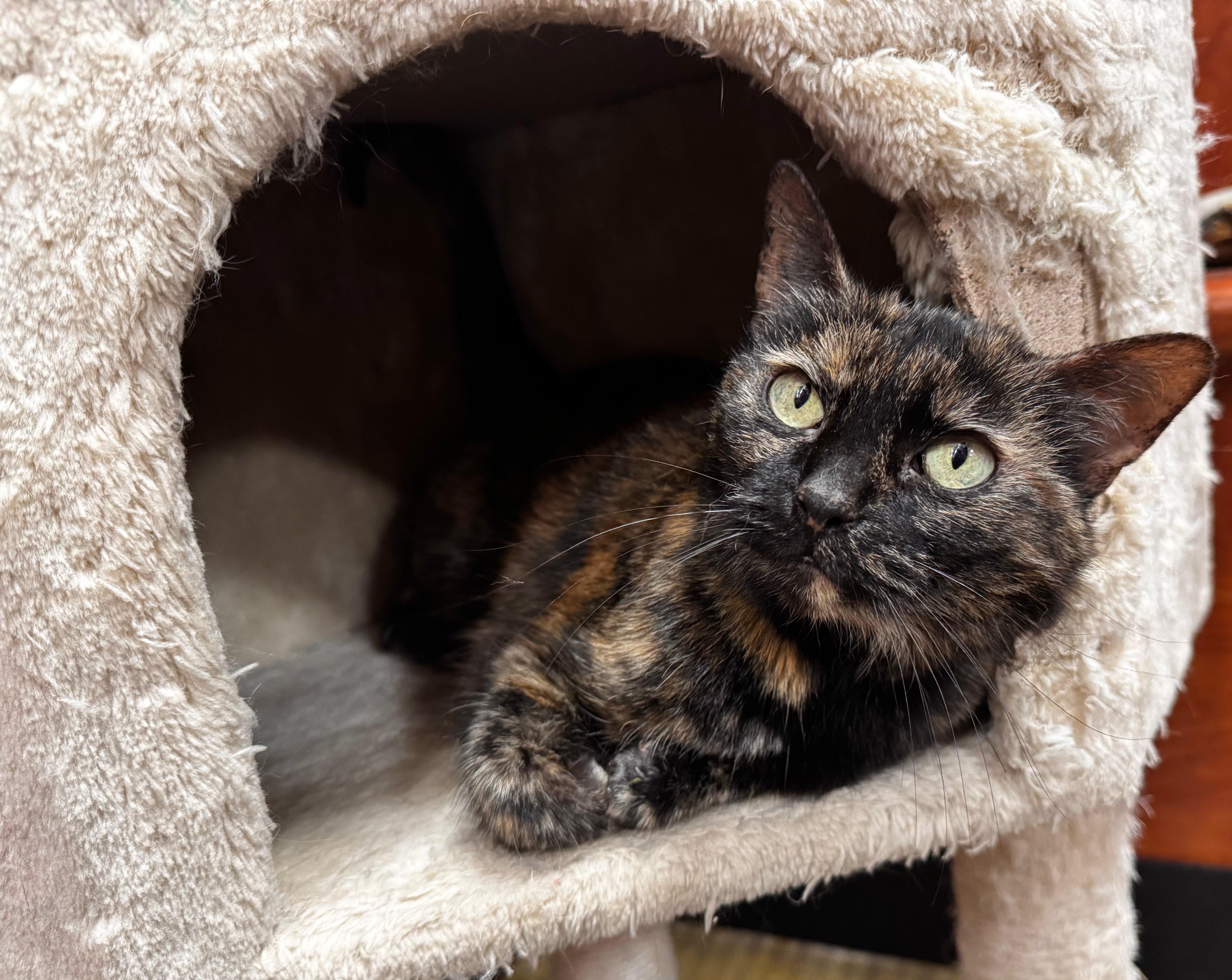 Salem, Adoptable, Adult Female Domestic Short Hair.
