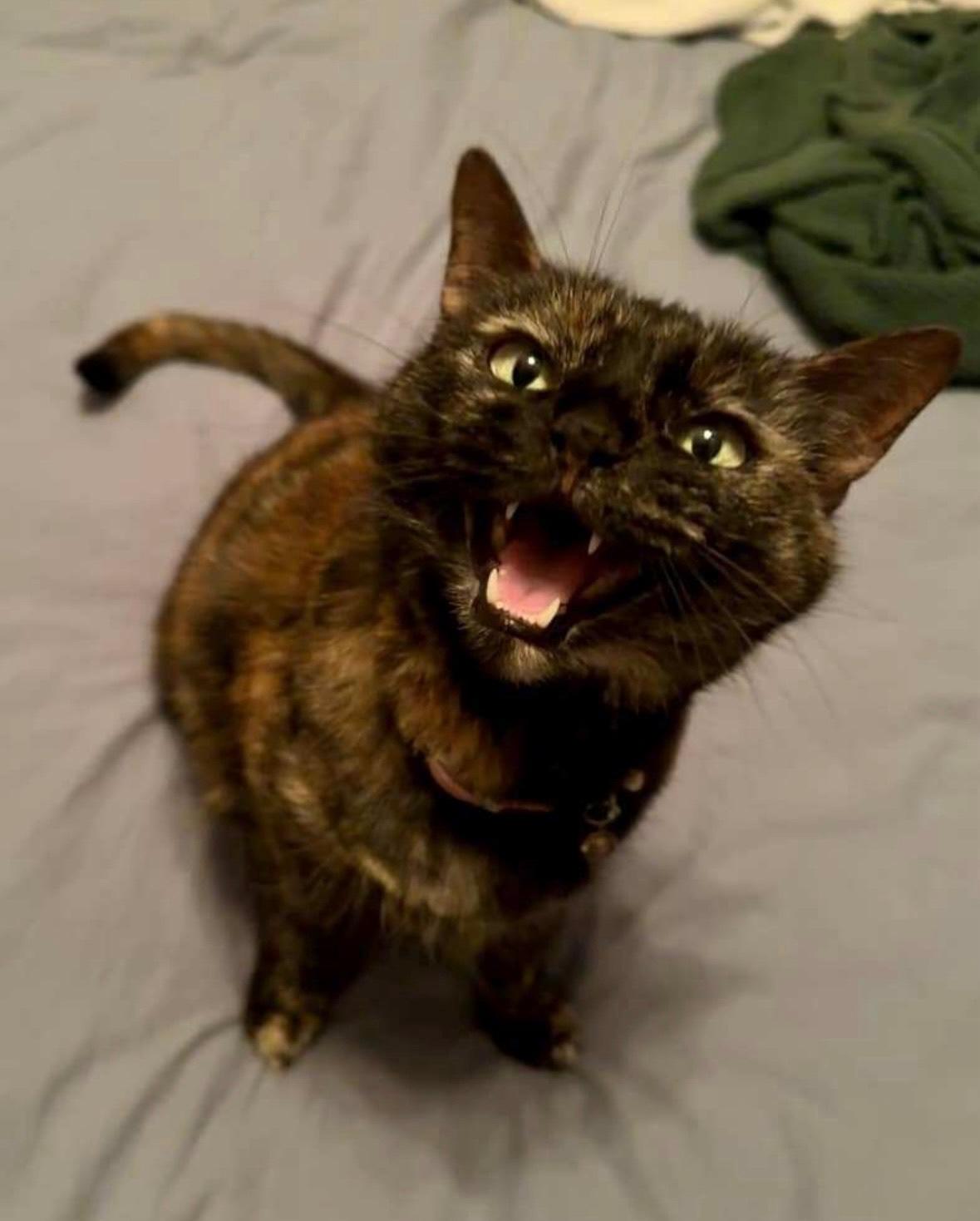 Salem, a Adoptable Domestic Short Hair in Tucson, AZ image 2/2